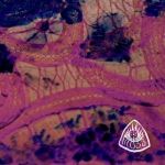 spanish moss kelp cs lp 2012 burger spot on sound