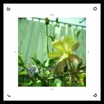 gold losing your hair 7 ep 2013 mammoth cave records