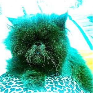 sharkmuffin 1097 ep 2013